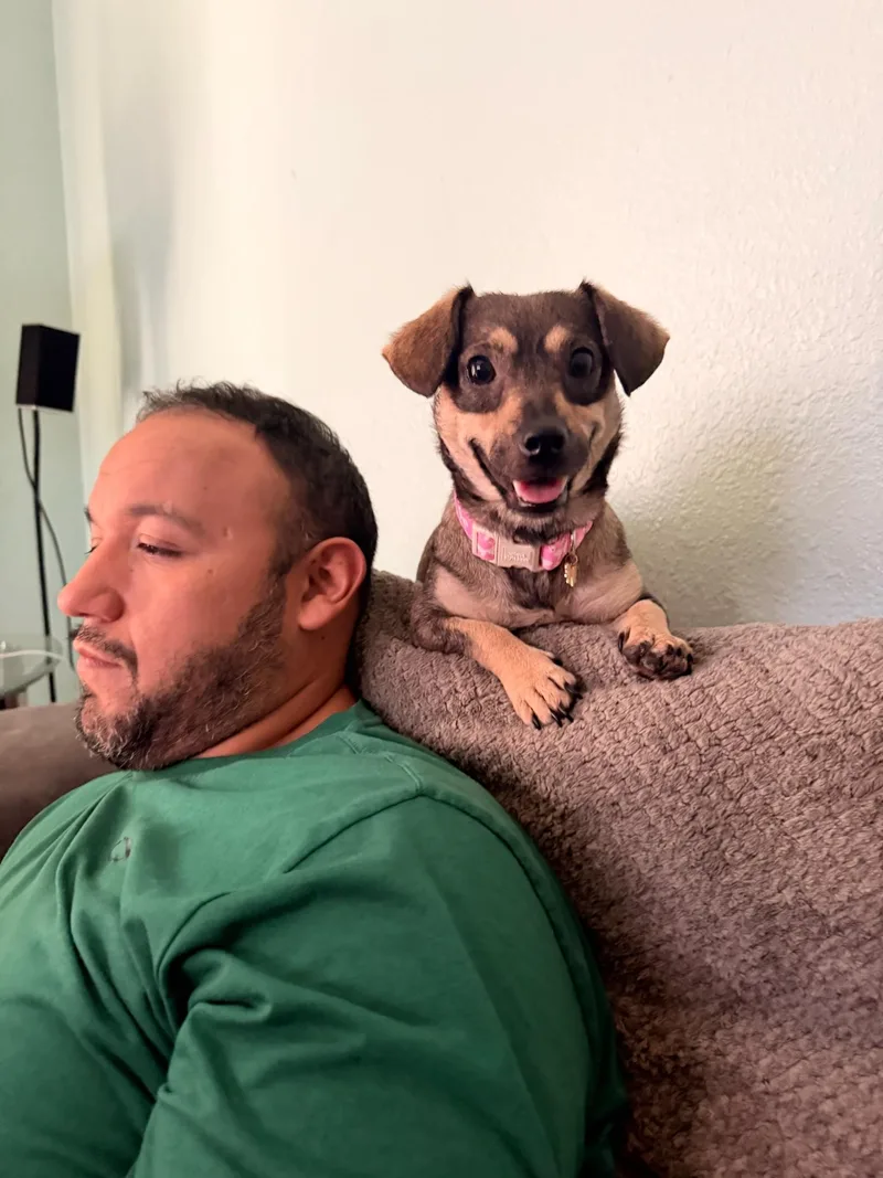 Queenie the Chiweenie thumbnail 5
