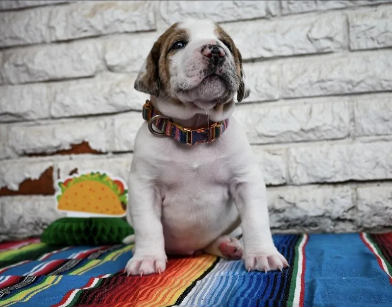 Queso thumbnail 2
