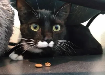 A young small-sized female Domestic Short Hair cat named Princess for adoption in Palm Coast, FL