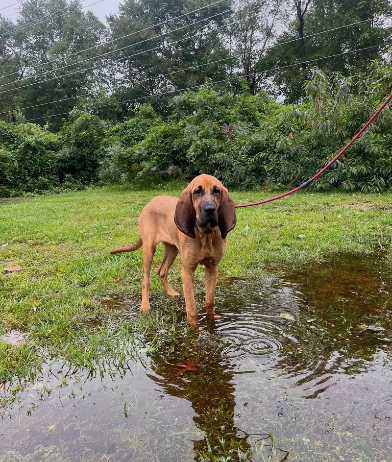 A young medium-sized female Hound dog named Maybelle for adoption in Spring Lake, NJ
