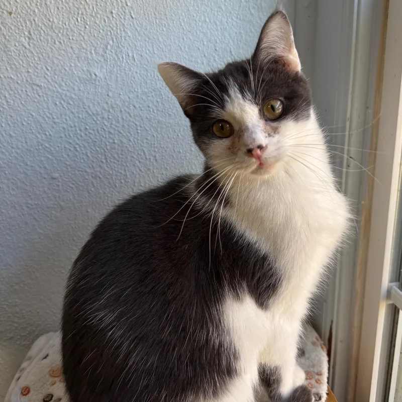 A young medium-sized male White Domestic Short Hair cat named Praline for adoption in Richland, MI