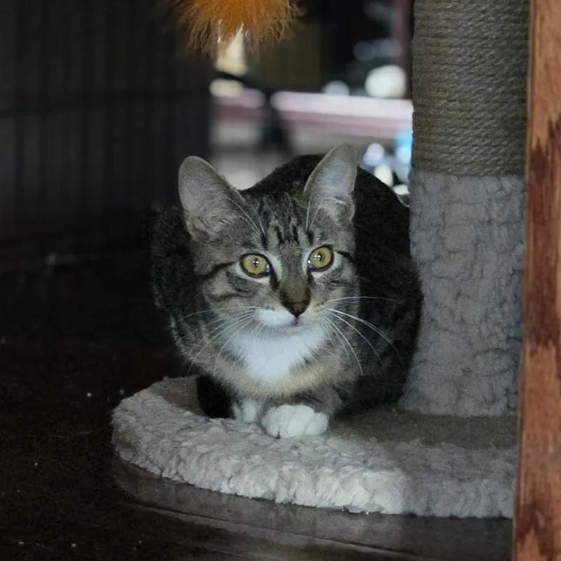 A baby medium-sized male Gray / Blue / Silver Domestic Medium Hair cat named Bindy C for adoption in Minnetonka, MN