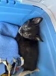 A baby medium-sized female Black Domestic Short Hair cat named Mamba for adoption in Chico, CA