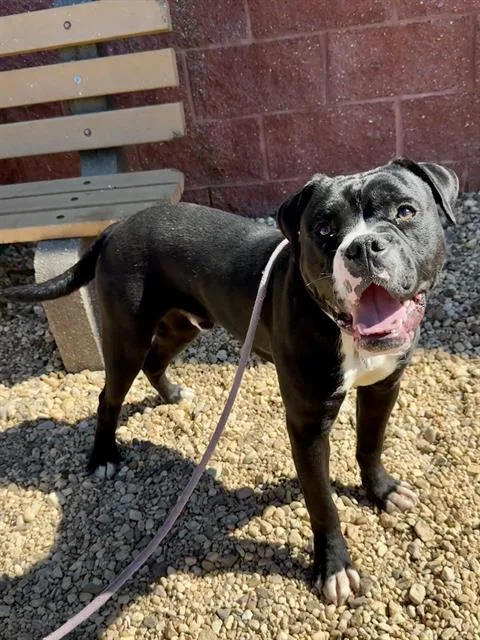 A young medium-sized male Boxer dog named Azul for adoption in Upper Marlboro, MD