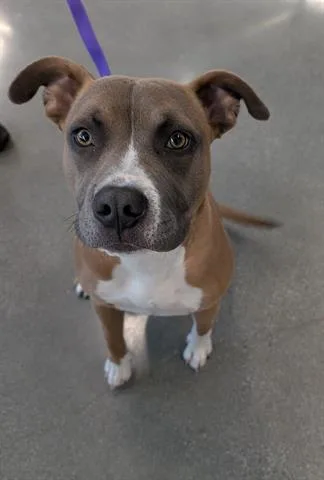 An adult medium-sized male Pit Bull Terrier dog named Rocco for adoption in San Martin, CA