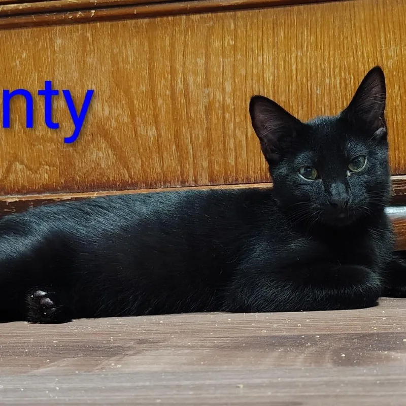 A baby small-sized male Black Domestic Short Hair cat named Monty for adoption in Spokane, WA
