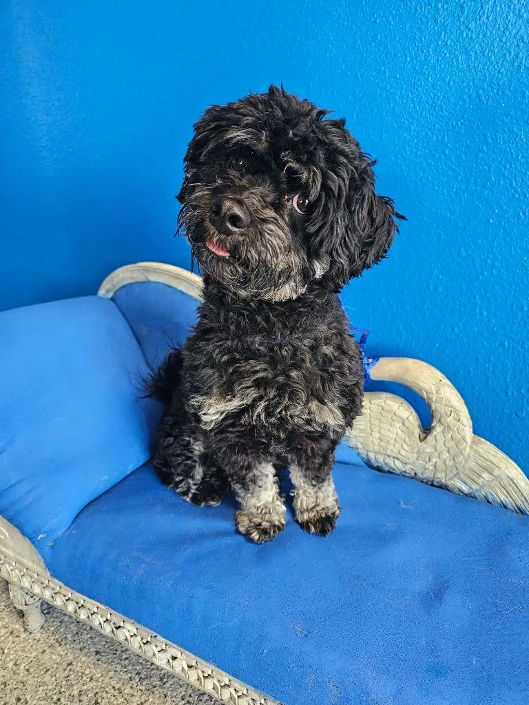 Winchester thumbnail 2