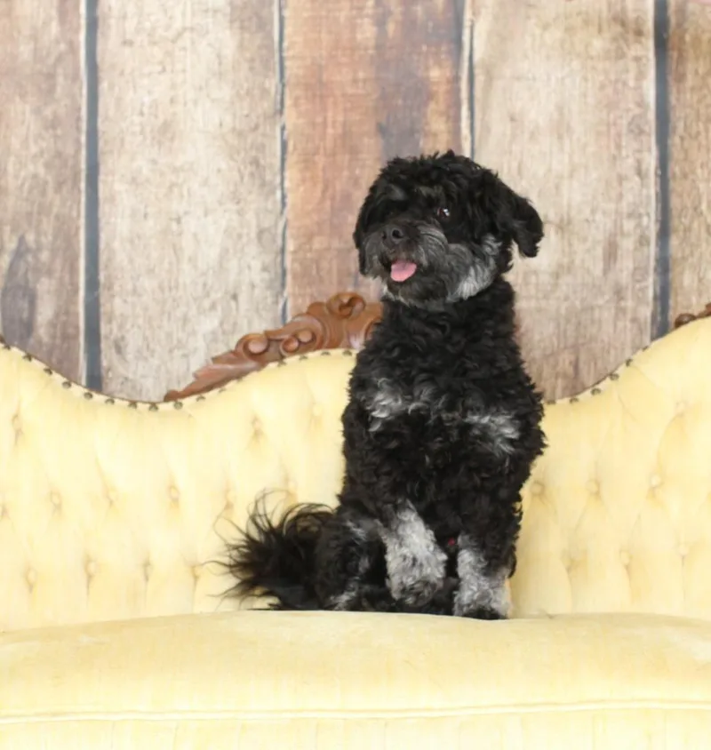 Winchester thumbnail 4