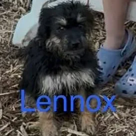 Lennox D Arriving thumbnail 2
