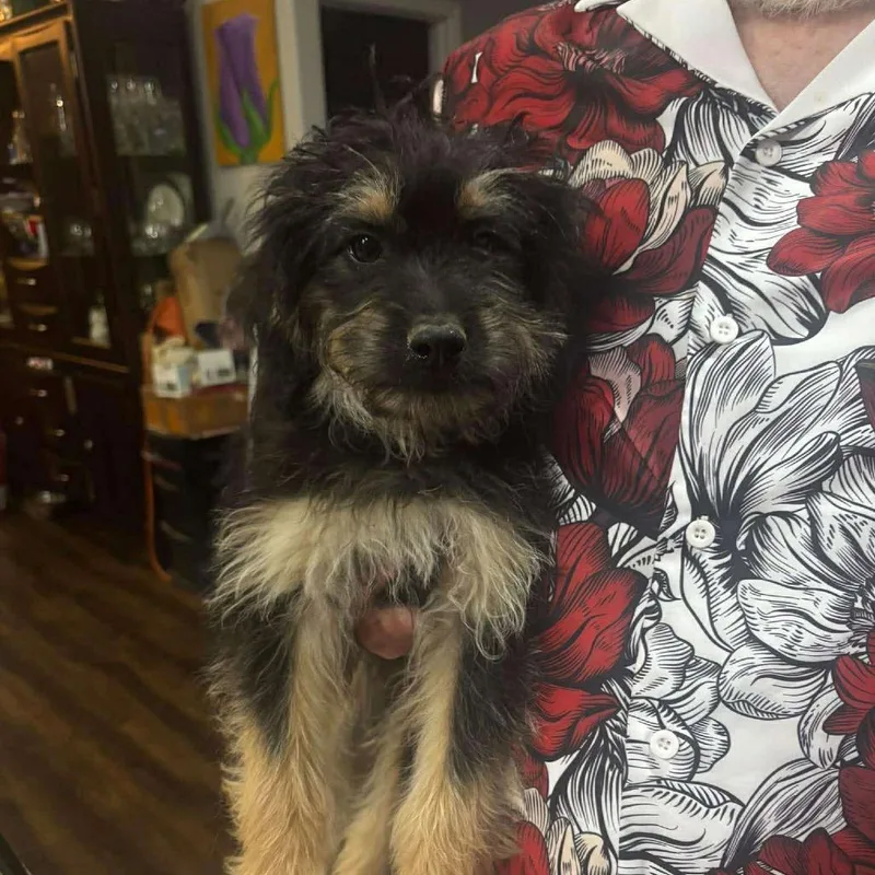 Lennox D Arriving thumbnail 3