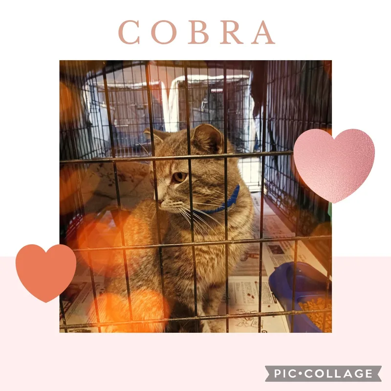 Cobra