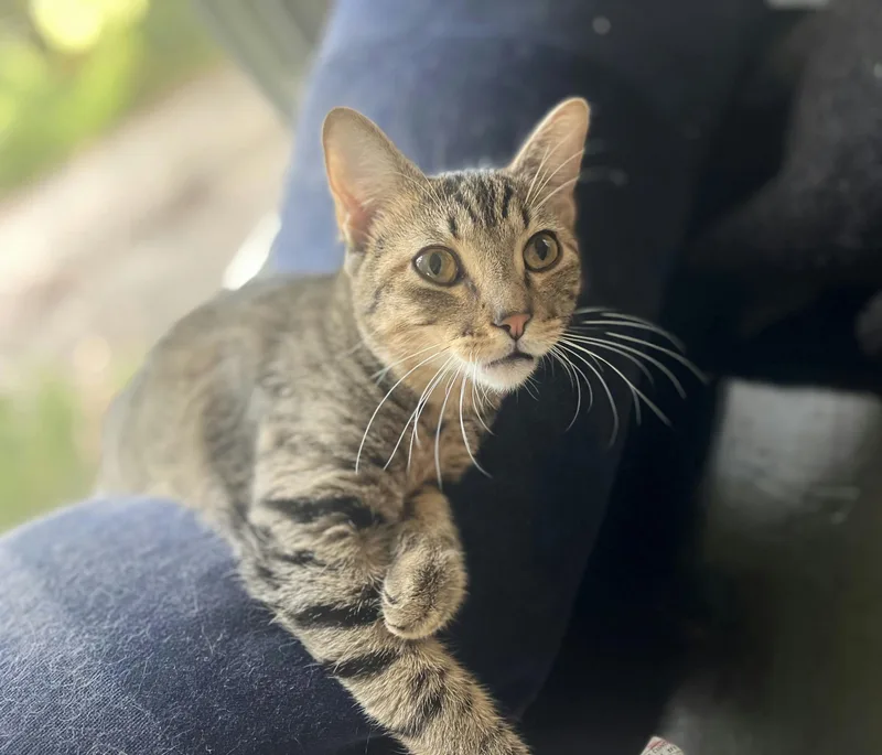 A baby medium-sized female Tabby (Brown / Chocolate) Domestic Short Hair cat named Golden Honey for adoption in Houston, TX
