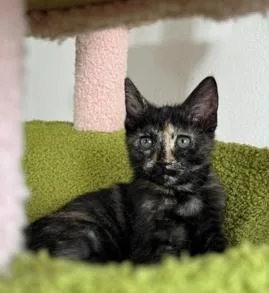 A baby medium-sized female Tortoiseshell cat named Ellie for adoption in oceanside, CA