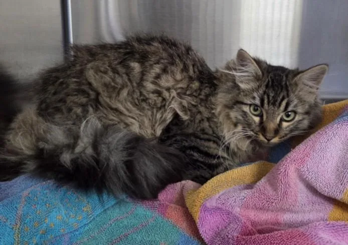 A young medium-sized female Domestic Long Hair cat named Daphne for adoption in Norco, CA