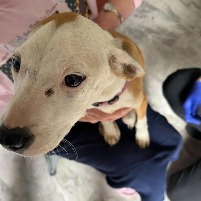 A young small-sized female Brown / Chocolate Mixed Breed dog named Kat for adoption in Oak Hill, WV