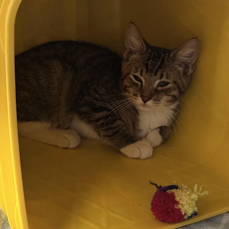 A baby small-sized male Brown / Chocolate Domestic Short Hair cat named Brody for adoption in Manhattan, KS