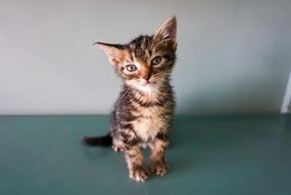 A baby small-sized male Domestic Short Hair cat named Denis for adoption in San Antonio, TX