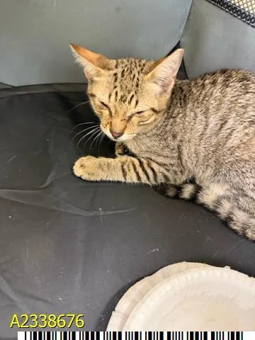 A baby small-sized male Domestic Short Hair cat named Jon for adoption in West Palm Beach, FL