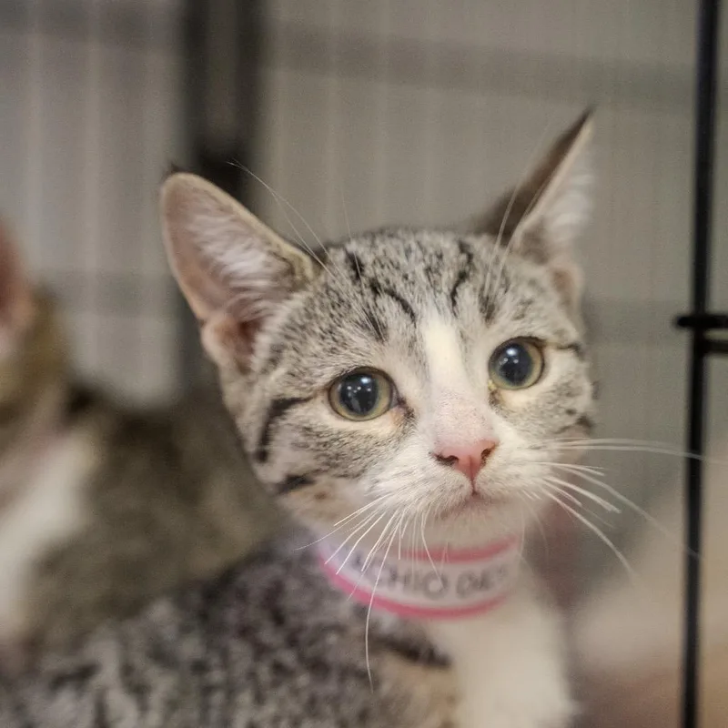A baby small-sized female Brown / Chocolate Domestic Short Hair cat named Pistachio for adoption in Pawling, NY