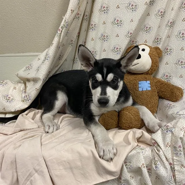 A baby small-sized male Siberian Husky dog named A for adoption in Modesto, CA