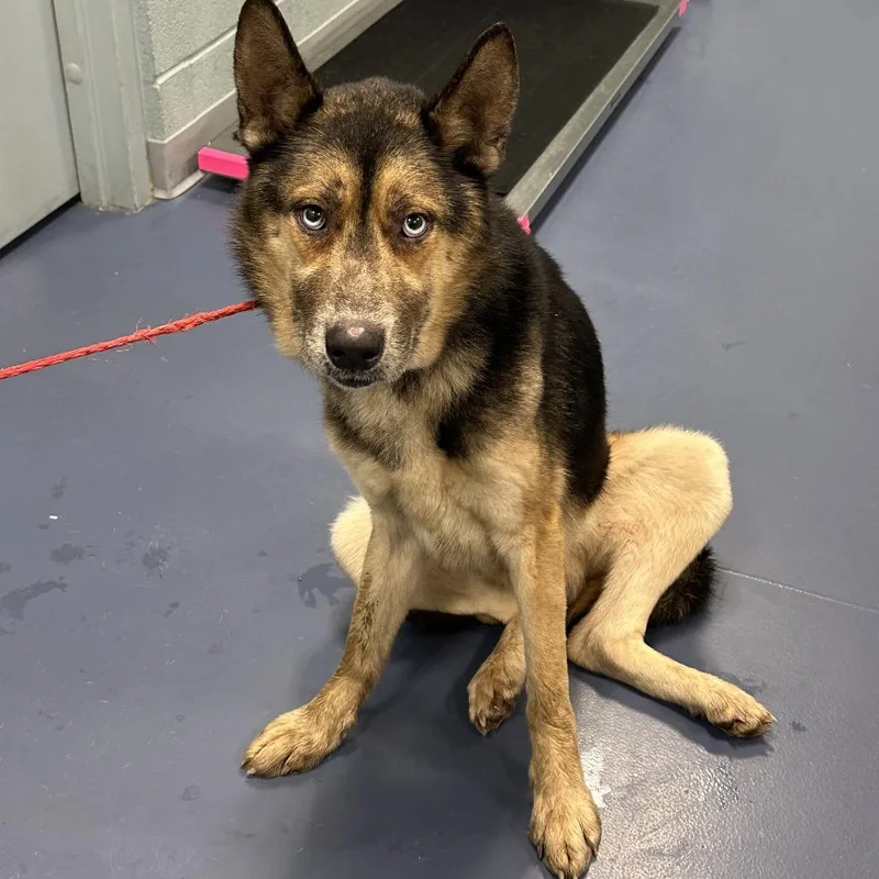 An adult large-sized male Black German Shepherd Dog dog named Lego for adoption in Greensboro, NC