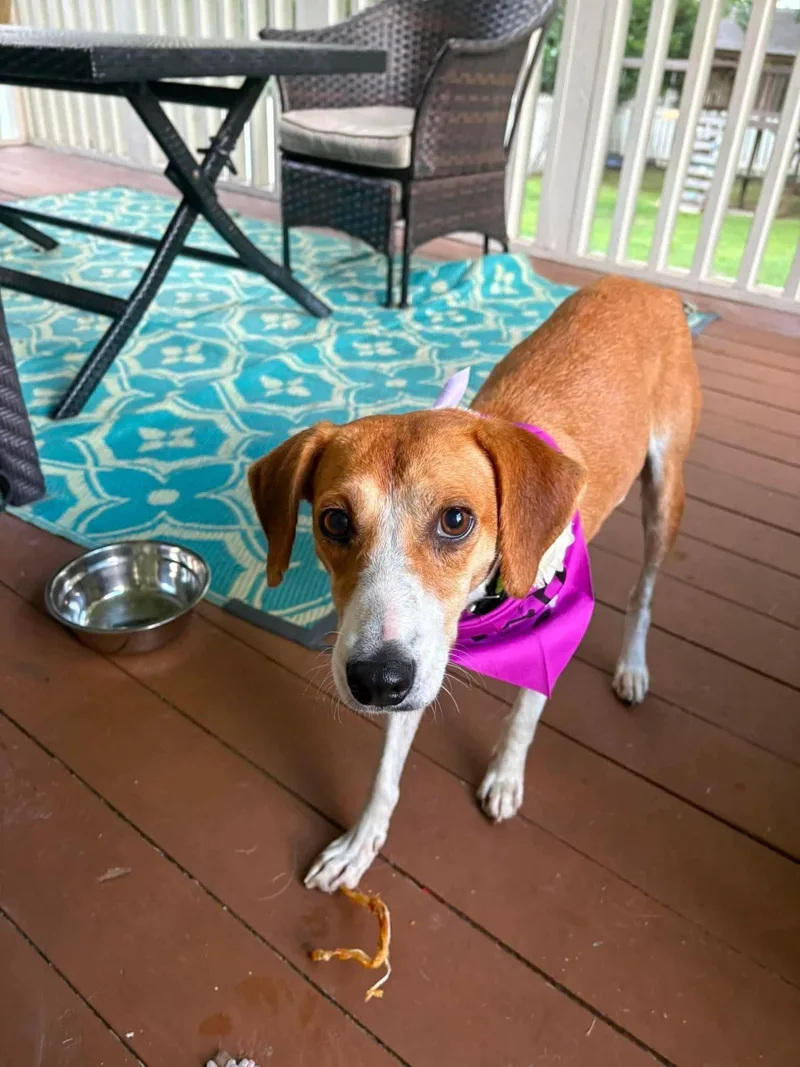 A young medium-sized female Hound dog named Kedi for adoption in Holbrook, NY