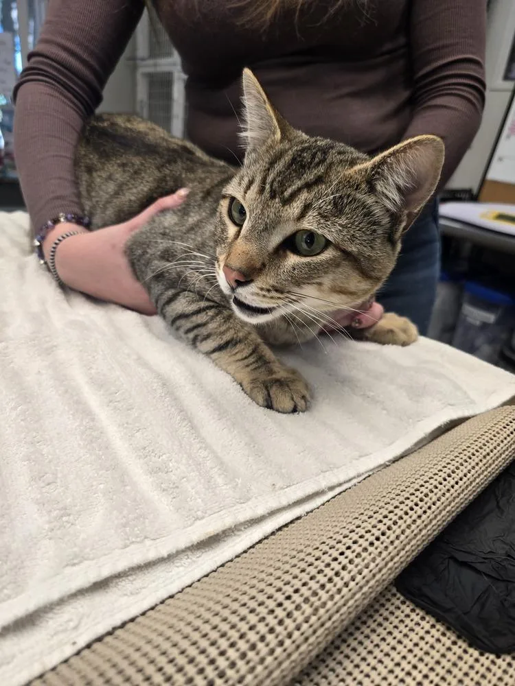 An adult extra large-sized male Gray / Blue / Silver Domestic Short Hair cat named Mr Meowgi for adoption in Vancouver, WA