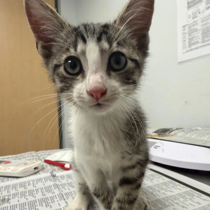 A baby small-sized male Brown / Chocolate Domestic Short Hair cat named Lunchable for adoption in Jacksonville, FL