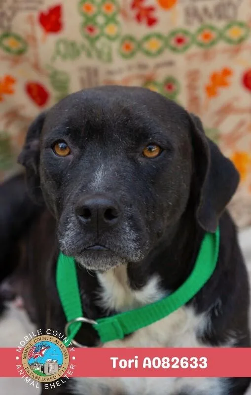 An adult medium-sized female Black American Bulldog dog named Tori for adoption in Mobile, AL