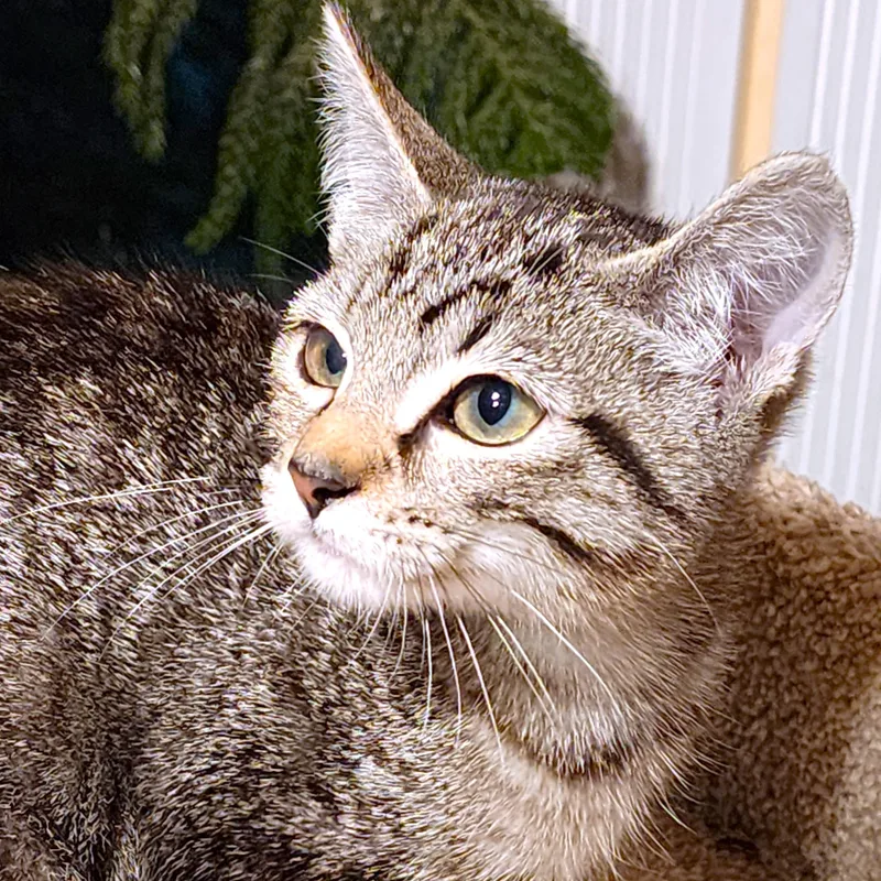 Nala Bengal Beauty