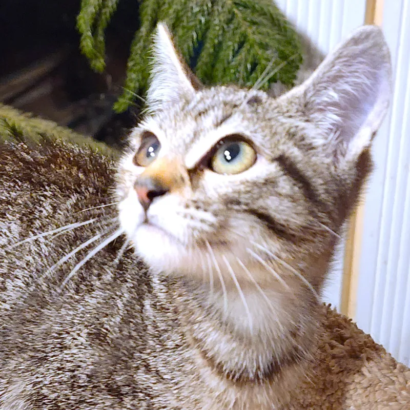 Nala  Bengal Beauty thumbnail 2