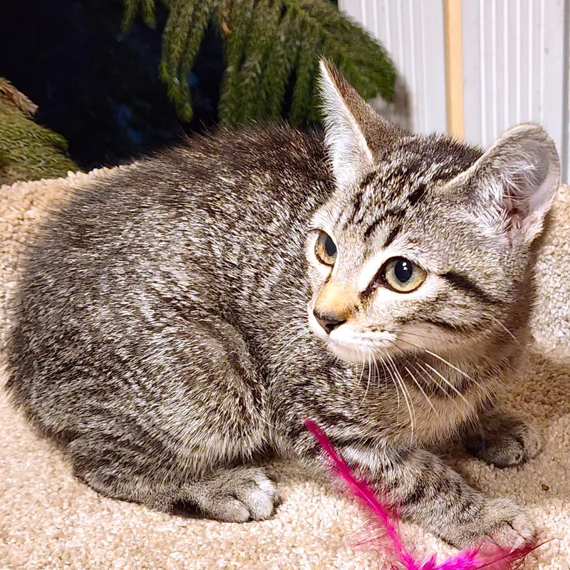 Nala  Bengal Beauty thumbnail 3