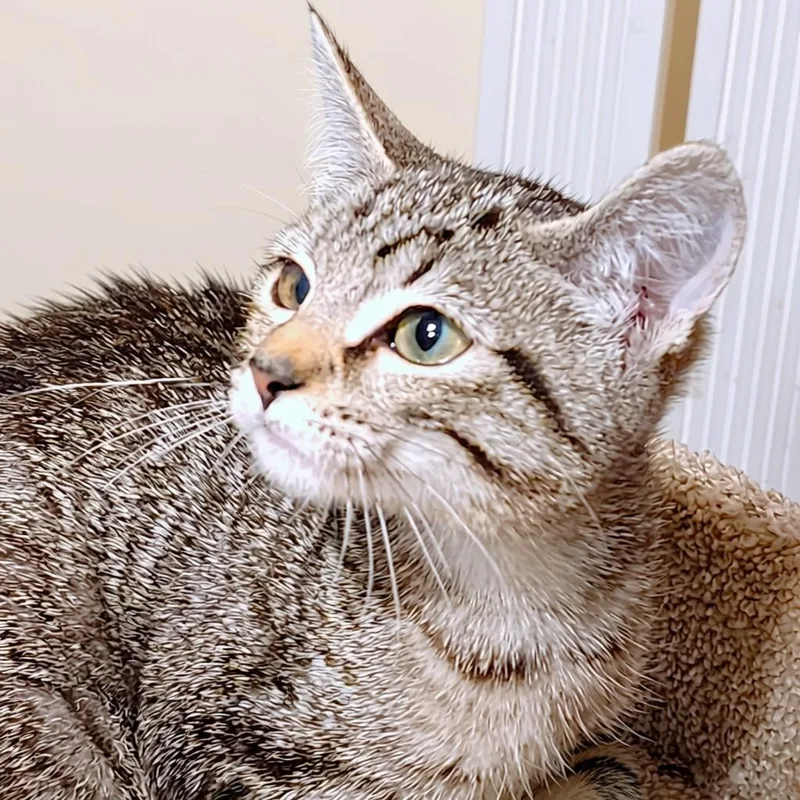 Nala  Bengal Beauty thumbnail 4