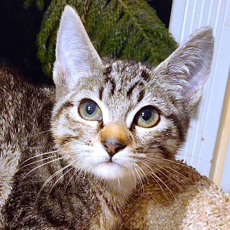 Nala  Bengal Beauty thumbnail 5