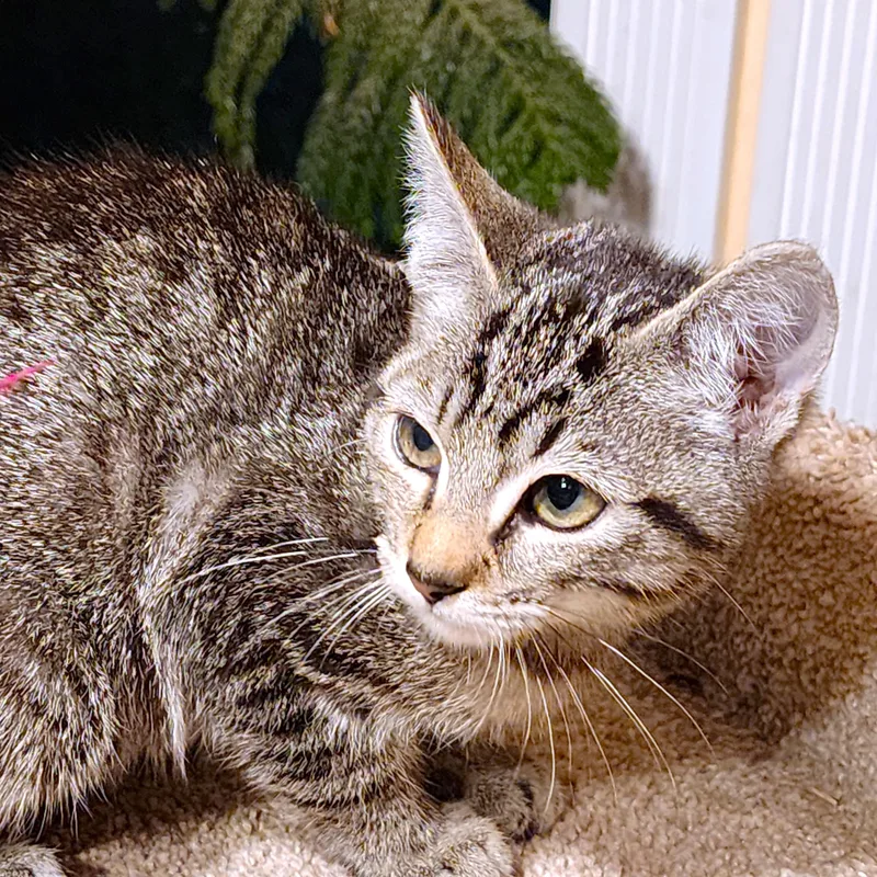 Nala  Bengal Beauty thumbnail 6