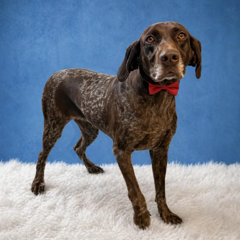 Brownie Patch thumbnail 2