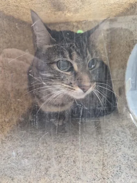 An adult large-sized male Domestic Short Hair cat named Ifd for adoption in Lawrenceville, GA