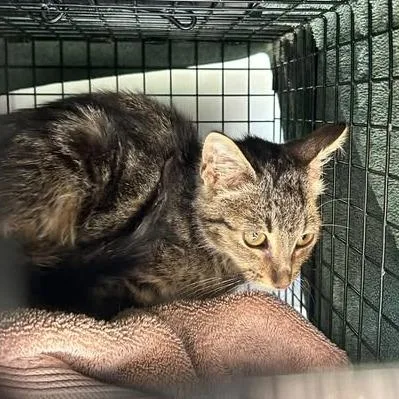 A baby small-sized male Brown / Chocolate Domestic Short Hair cat named Chesney for adoption in Bristol, IN