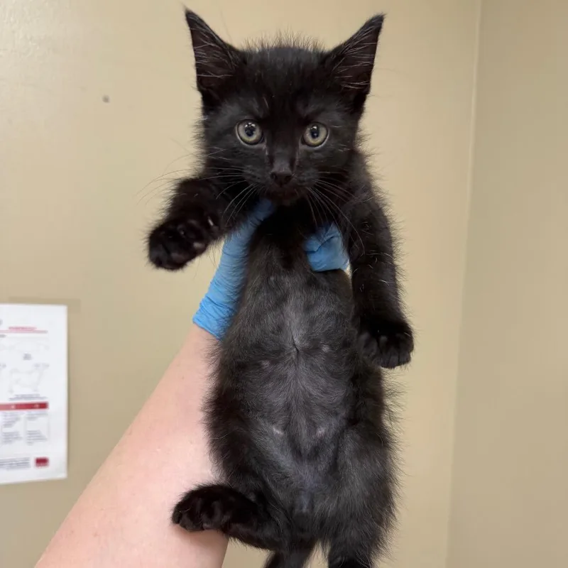 A baby small-sized male Black Domestic Short Hair cat named Flynn for adoption in Birmingham, AL