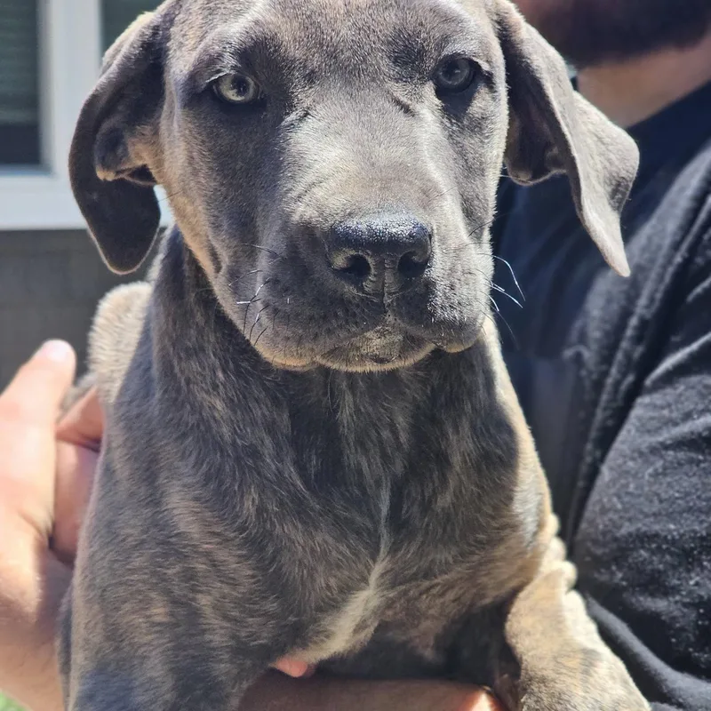A baby medium-sized female Brindle Mastiff dog named Dolphin for adoption in Fort Payne, AL