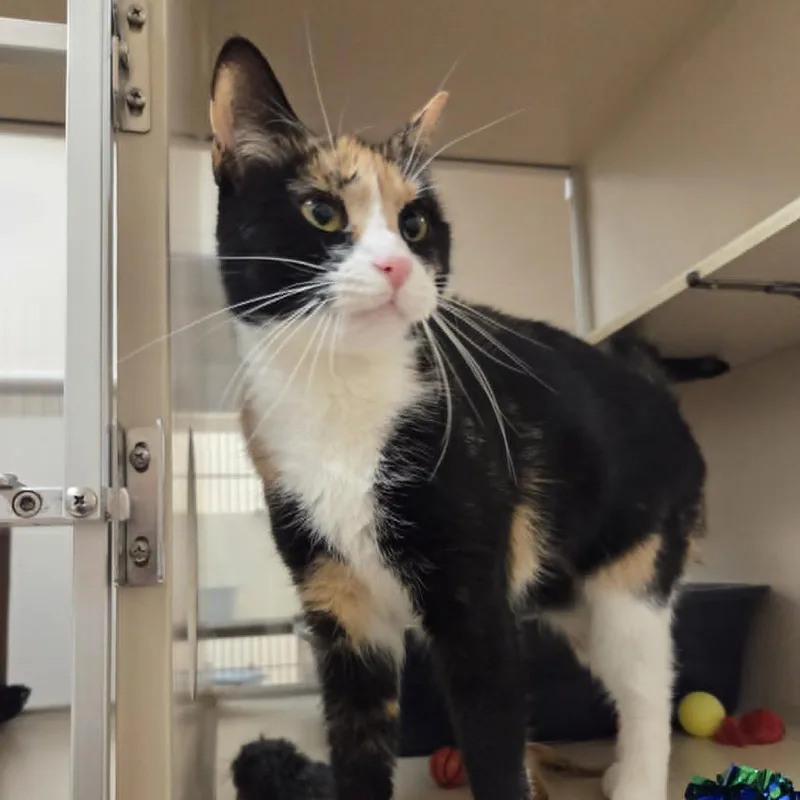 A young medium-sized female Calico Domestic Short Hair cat named Phoebe for adoption in Ballston Spa, NY