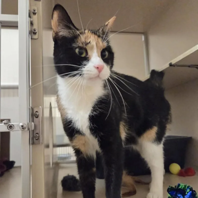 Phoebe thumbnail 5