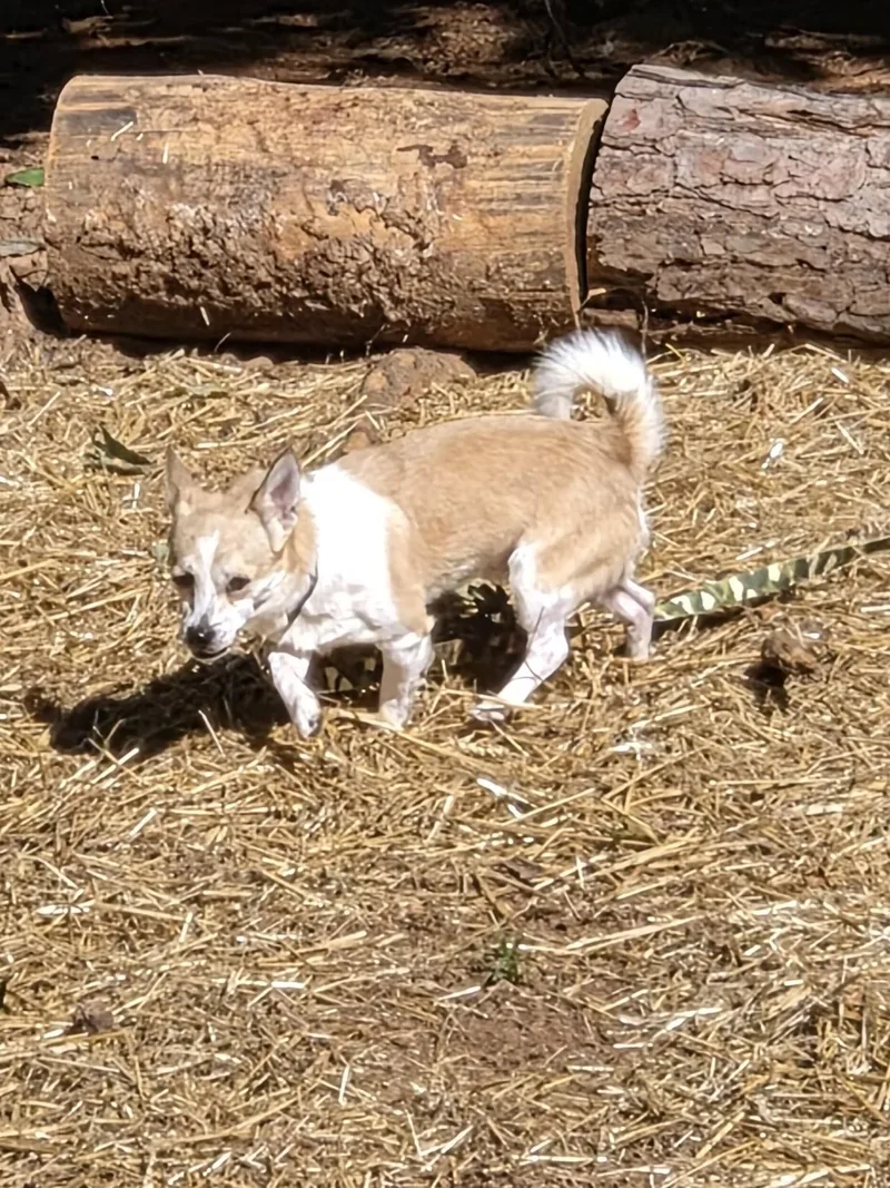 An adult small-sized male Chihuahua dog named Billy Bob for adoption in Troutman, NC