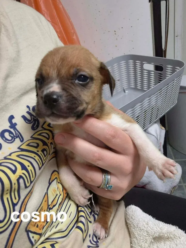 A baby small-sized male Boston Terrier dog named Cosmo for adoption in Center, TX