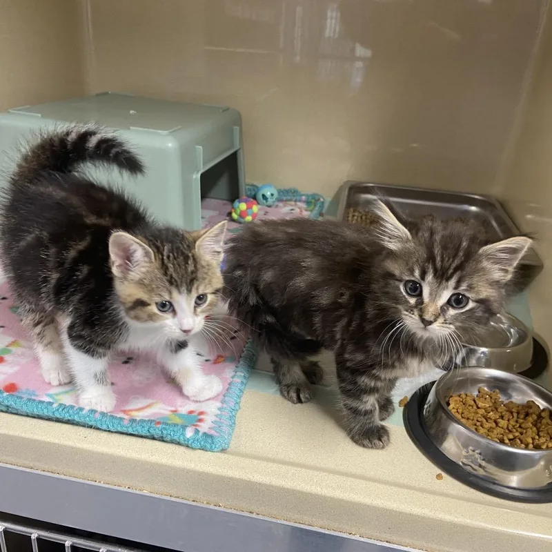 A baby small-sized male Brown / Chocolate Domestic Medium Hair cat named Cauldron for adoption in Binghamton, NY