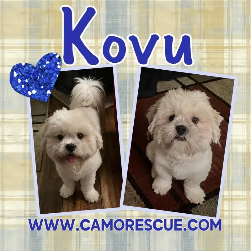 An adult small-sized male White / Cream Lhasa Apso dog named Kovu for adoption in Houston, TX