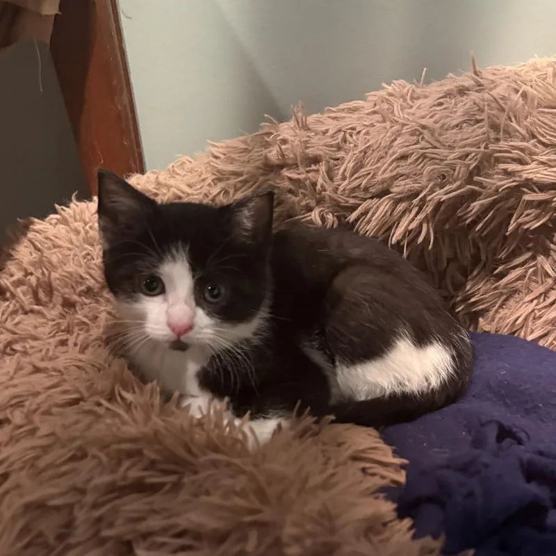 A baby small-sized female Black Domestic Short Hair cat named Nebula for adoption in Chaska, MN