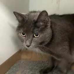 An adult small-sized male Gray / Blue / Silver Domestic Short Hair cat named Clyde for adoption in Jeffersonville, IN