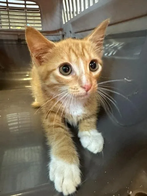 A baby medium-sized male Domestic Short Hair cat named Chedder for adoption in Rome, GA
