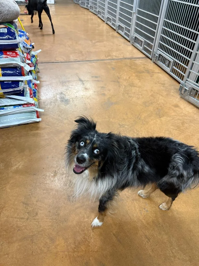 A young medium-sized male Australian Shepherd dog named Duke for adoption in Thayne, WY